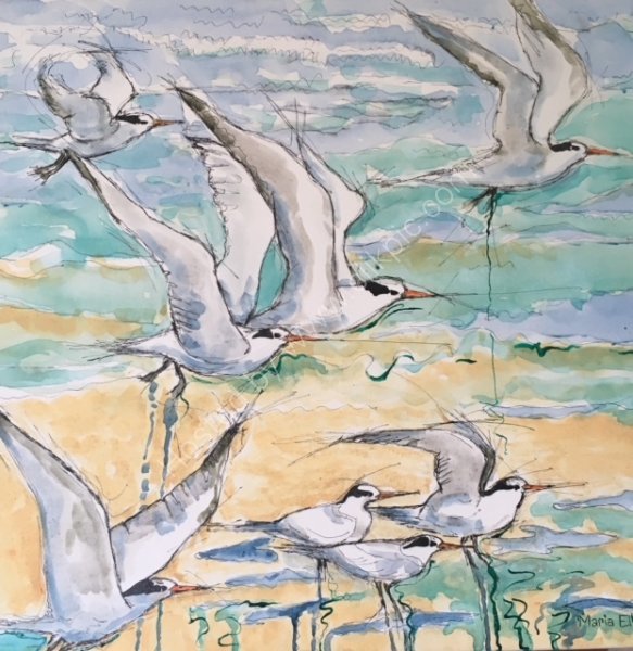 'Terns taking off'