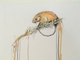 Harvest Mouse