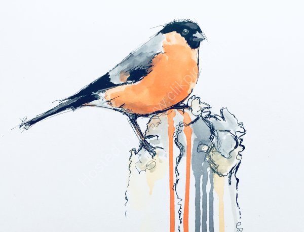 'Bullfinch'