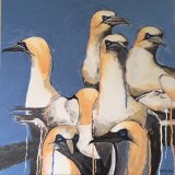 Scilly Gannets