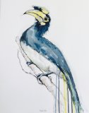 Thai Oriental Pied Hornbill