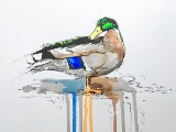 'Duck'