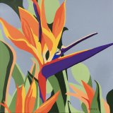 'Bird of Paradise'