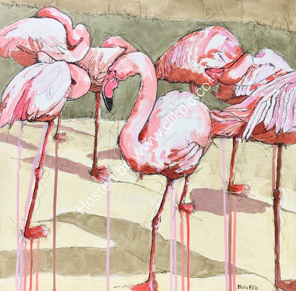 'Pretty Flamingos'