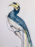Oriental Pied Hornbill