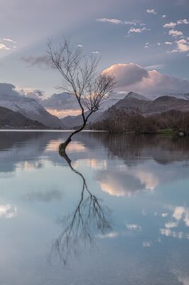 MJP025 The Lone Tree at Lyyn Padarn