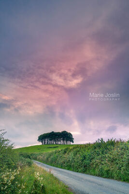 MJP047 Nearly There Trees