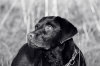 Pet Portrait Photography