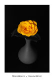 Yellow Rose.