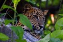 LEOPARD SAFARI, YALA N.P. SRI LANKA.