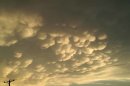 MAMMATUS