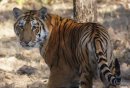 TIGER SAFARI, NATIONAL PARKS, INDIA