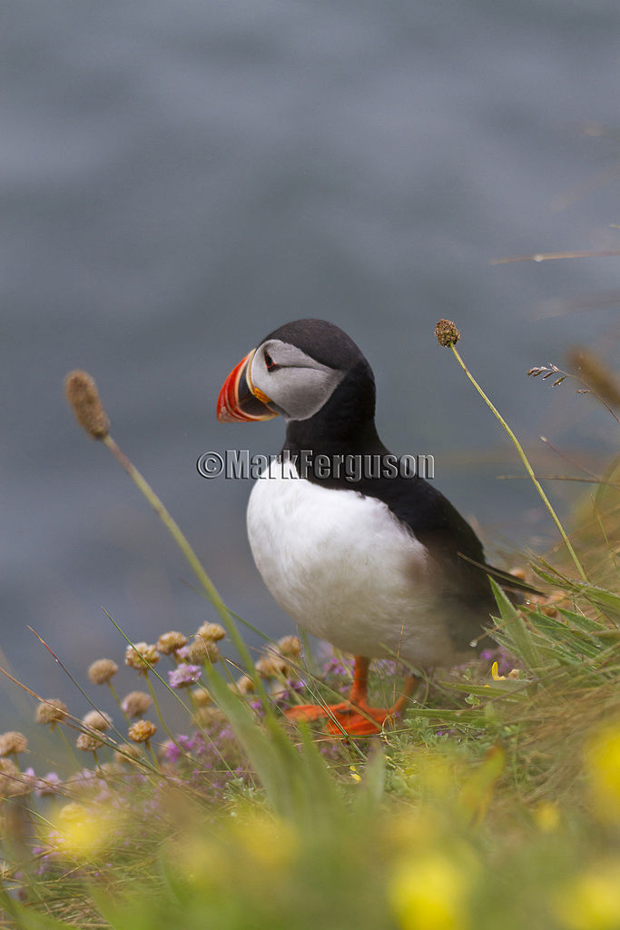 Puffin in grass