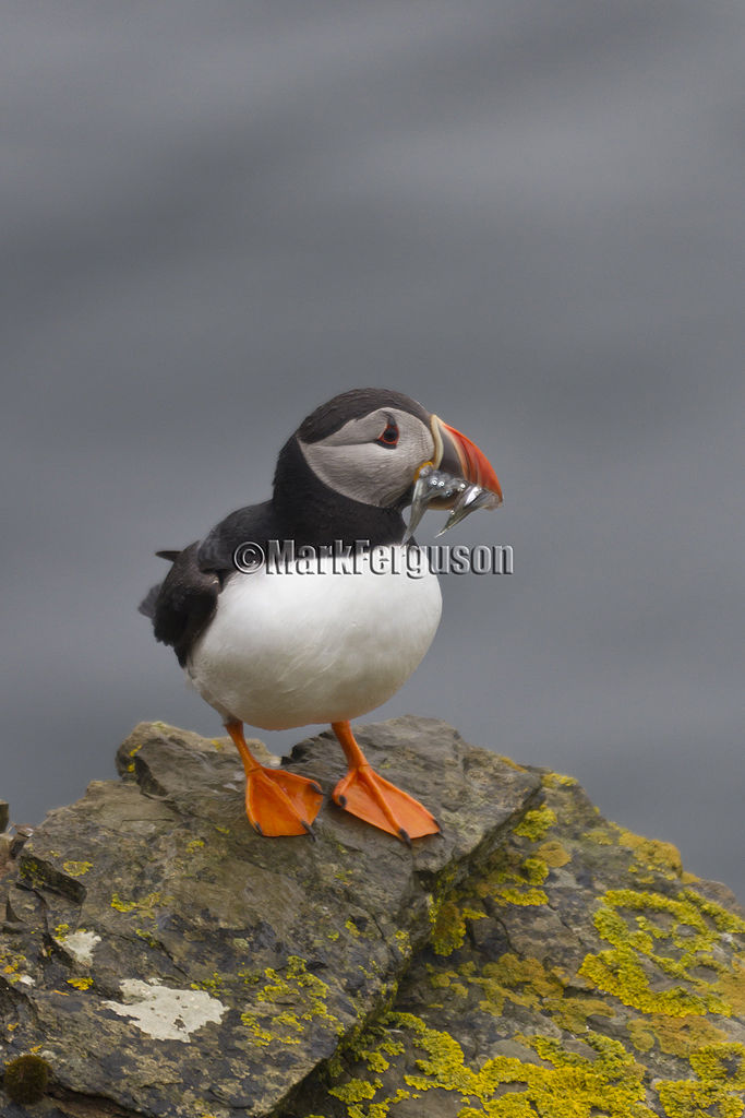 Puffin with sand eels