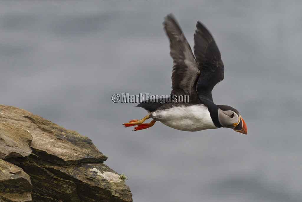 Flying puffin