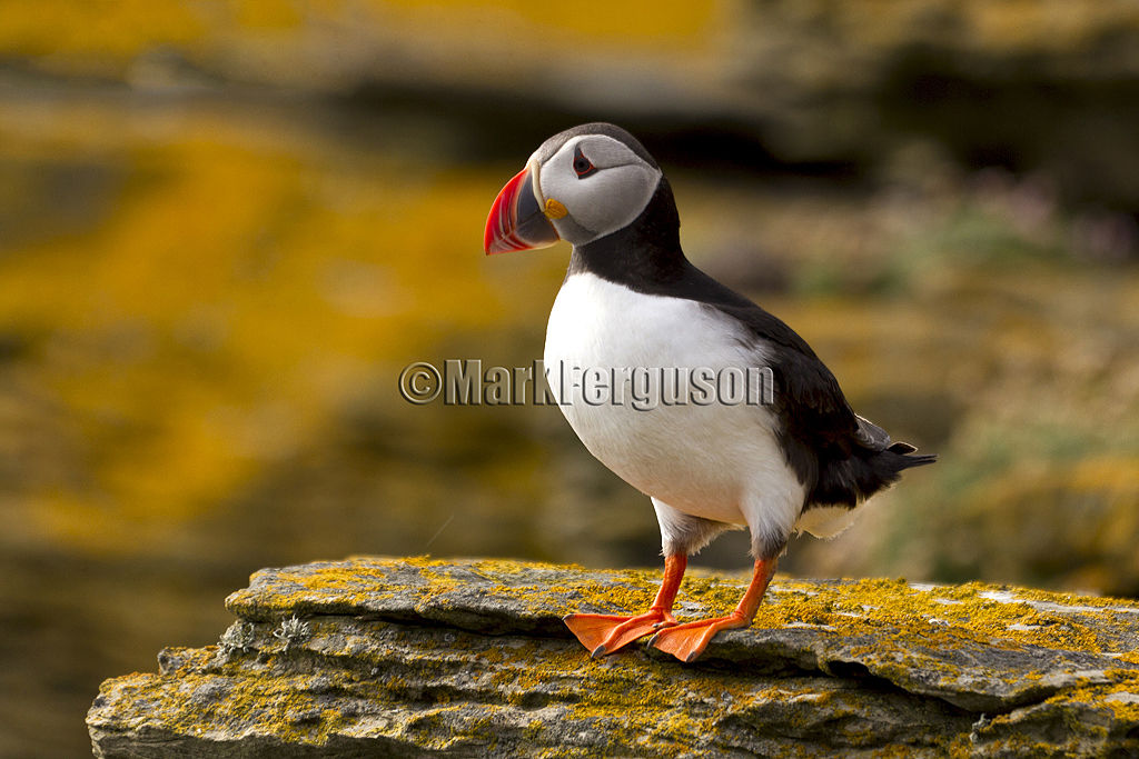 Noup Head puffin