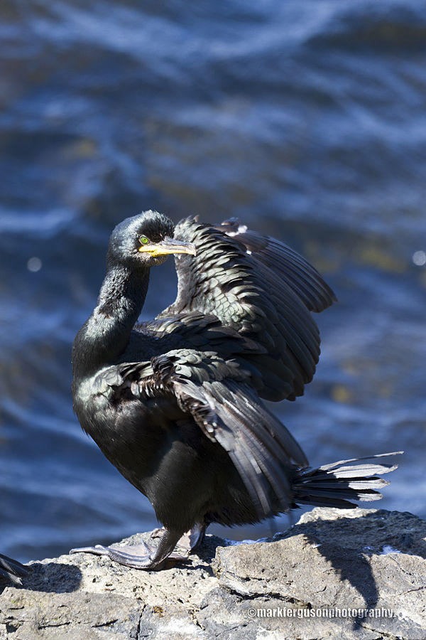 Shag on the look out