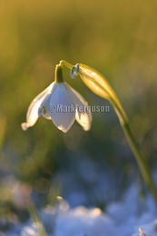 Snowdrop