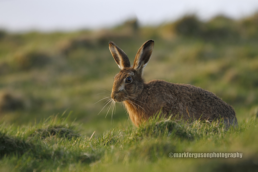 Brown Hare