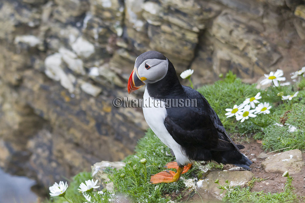 Puffin on ledge