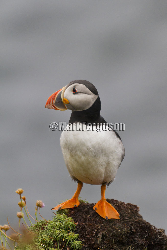 Posing puffin