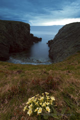 Wild primroses