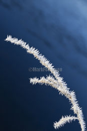 Frosted grass