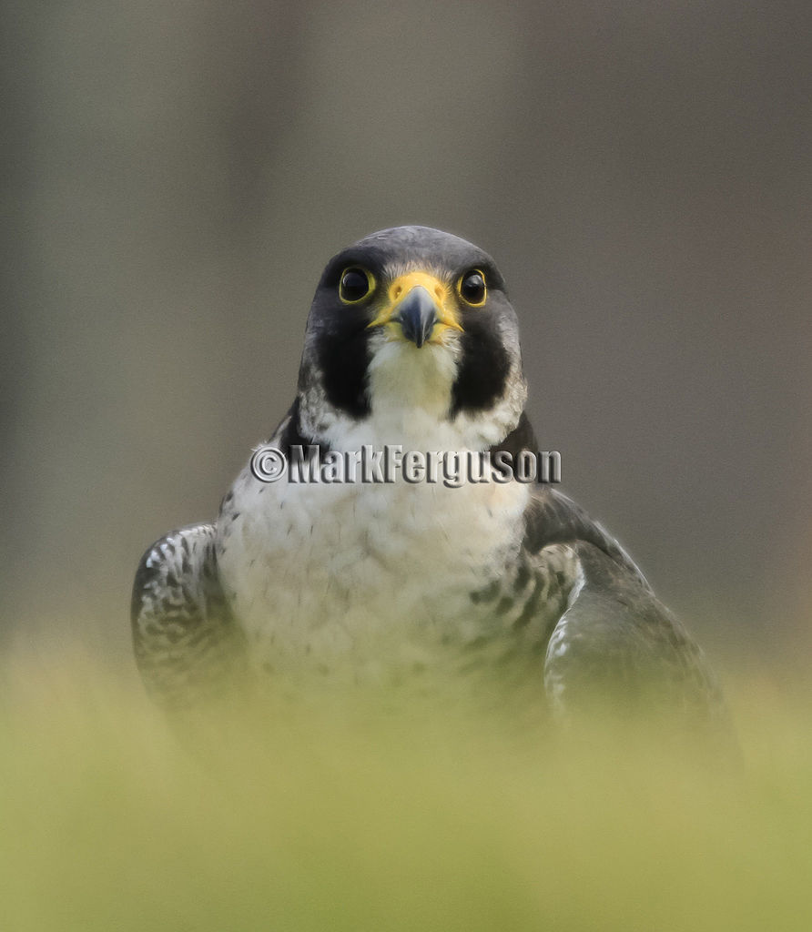 Peregrine Falcon