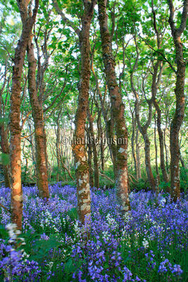 Bluebell wood