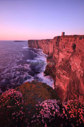 Marwick Head in June