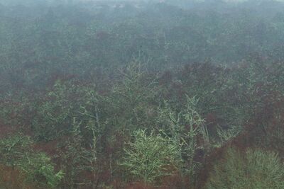 Lichen trees