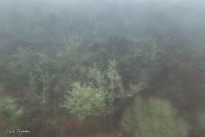 Trees in lichen