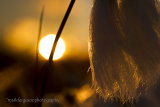 Bog cotton