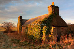 Cottage in ivy