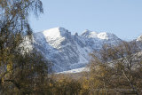An Teallach birch trees