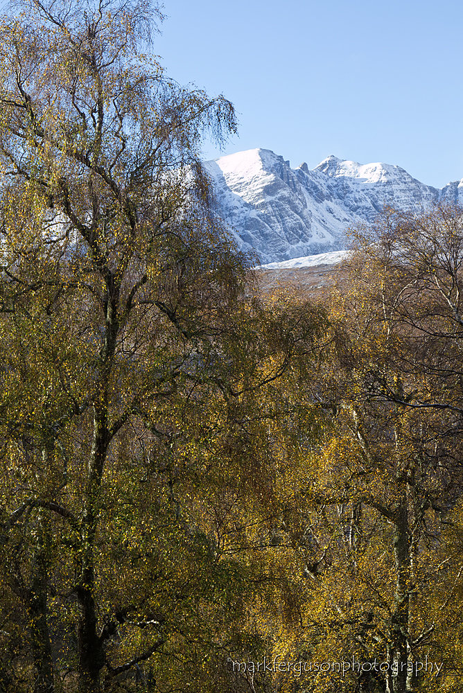 Dundonnell birch trees