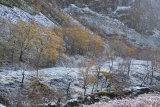 Coille a Bhun