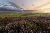 August heather