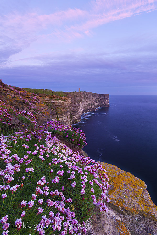 Wild thrift at Marwick