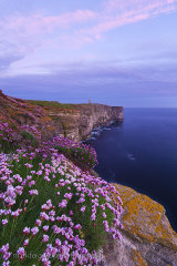 Wild thrift at Marwick