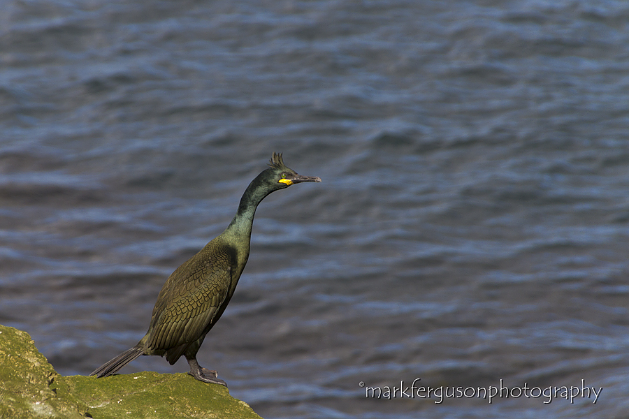 Shag
