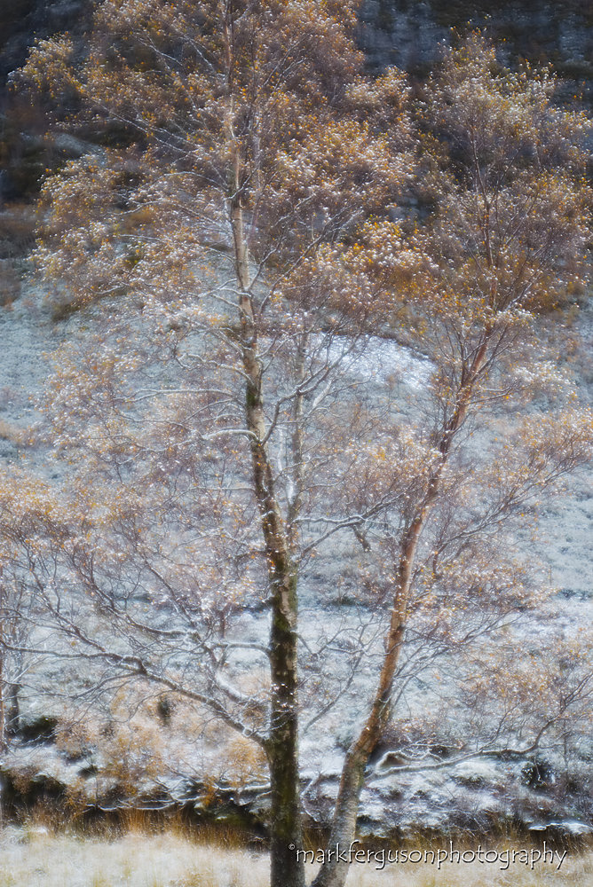 Birch tree