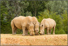 White Rhinoceros (Ceratotherium simum)