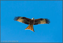 Red Kite (Milvus milvus)