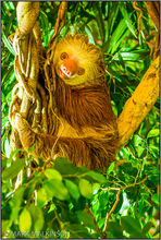 Hoffmann's two-toed sloth (Choloepus hoffmanni)