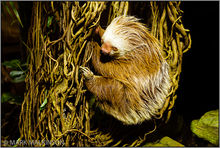 Hoffmann's two-toed sloth (Choloepus hoffmanni)