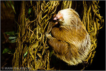 Hoffmann's two-toed sloth (Choloepus hoffmanni)