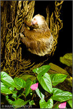 Hoffmann's two-toed sloth (Choloepus hoffmanni)