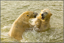 Polar Bears (Ursus Maritimus)