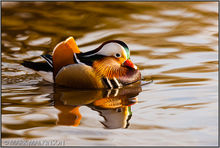 Mandarin Duck (Aix galericulata)